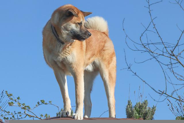 akita inu