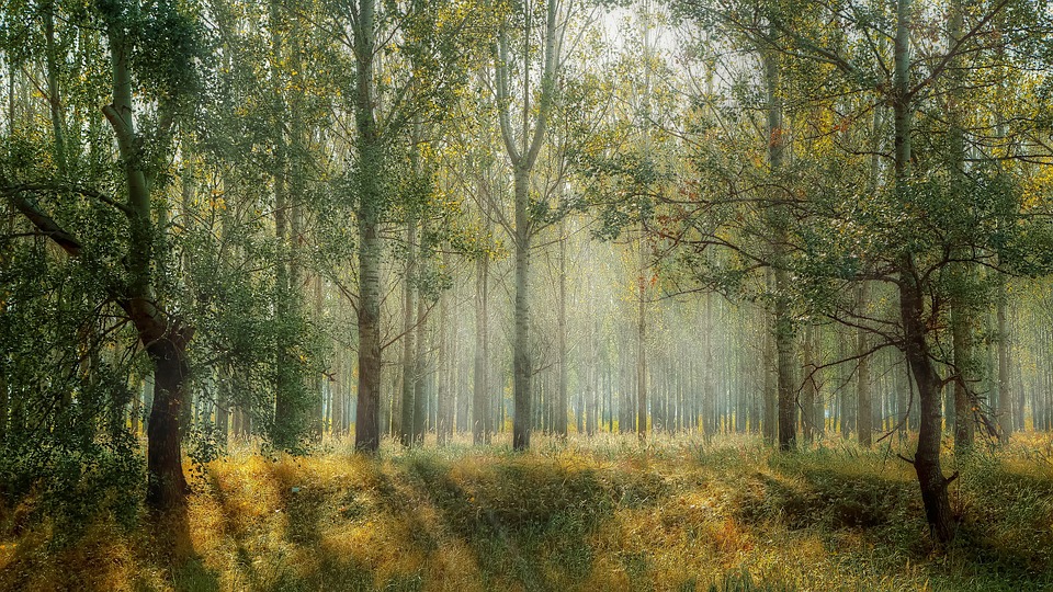 Zeleň by se měla udržovat.